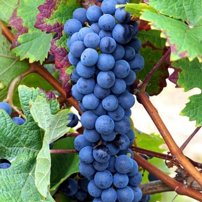 black grape black grape