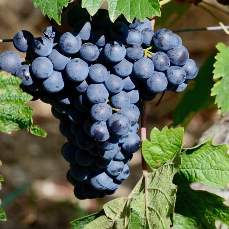 black grape black grape