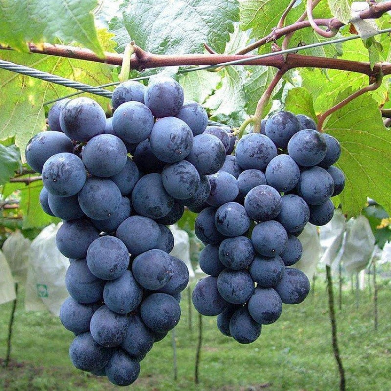 black grape black grape